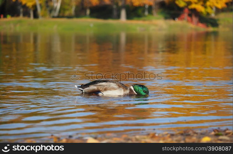 duck on the lake