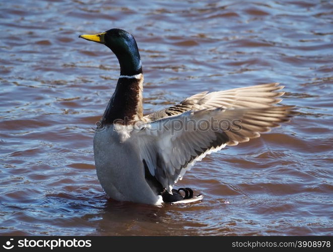 duck on the lake