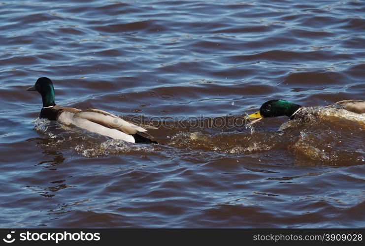 duck on the lake