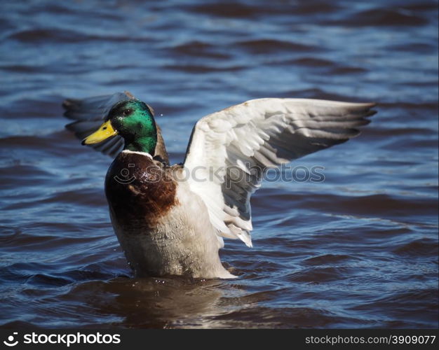 duck on the lake