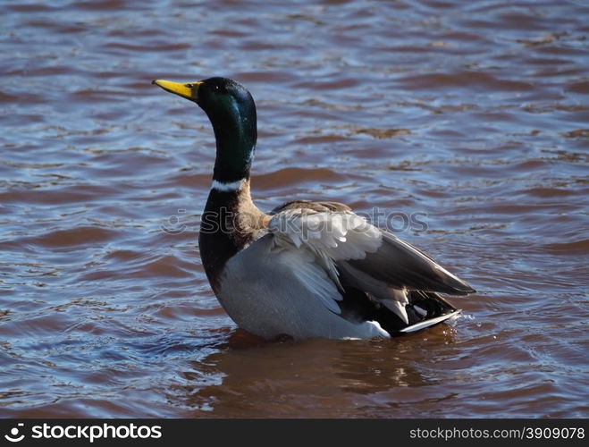 duck on the lake