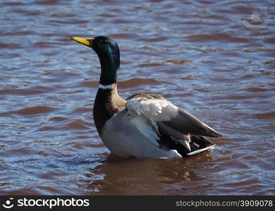 duck on the lake