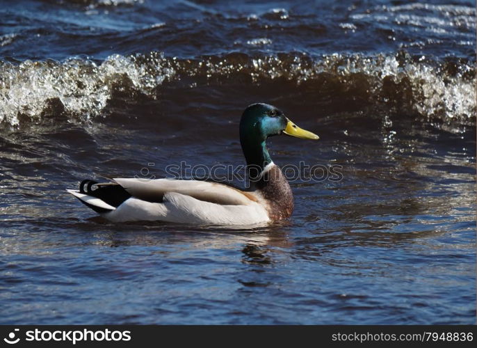 duck on the lake