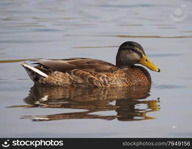 duck on the lake