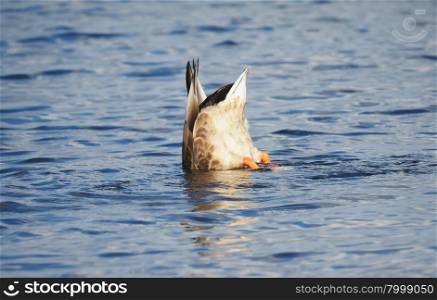 duck on the lake