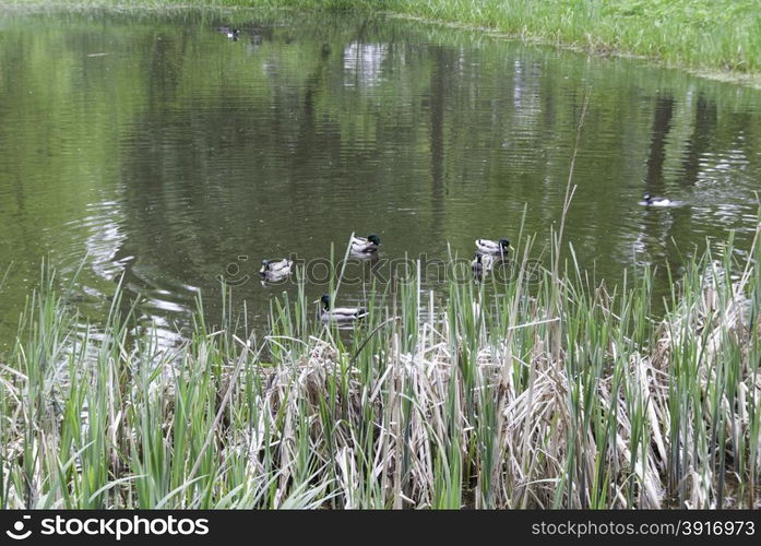 duck on the lake. a family of ducks swimming on the lake