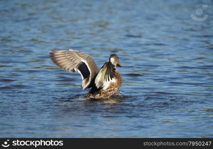 duck on the lake spreads its wings