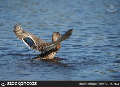 duck on the lake spreads its wings