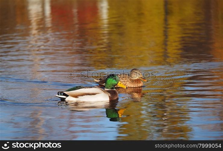 Duck on the river in the fall