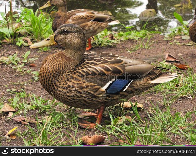 duck on the shore. duck closeup, came to the shore of a lake or pond