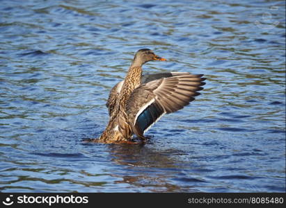 duck on the water