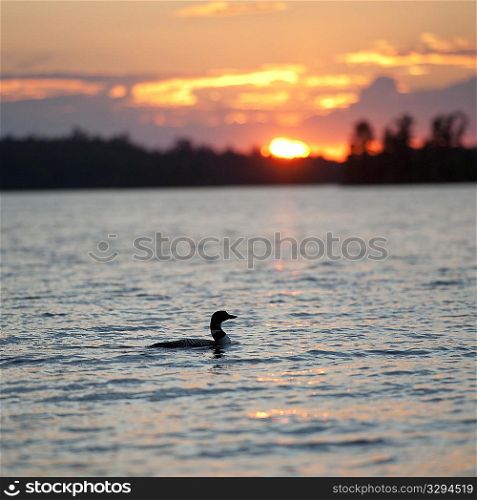 Duck on the water at dusk in Lake of the Woods, Ontario