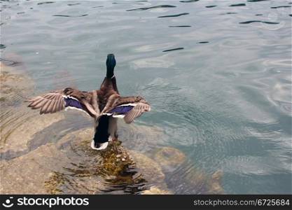 Duck preparing to take off