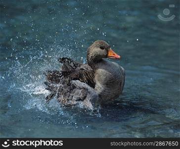 Duck Splashing in Water
