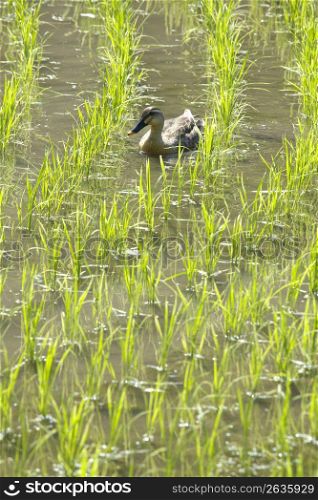 Duck swimming in a rice field