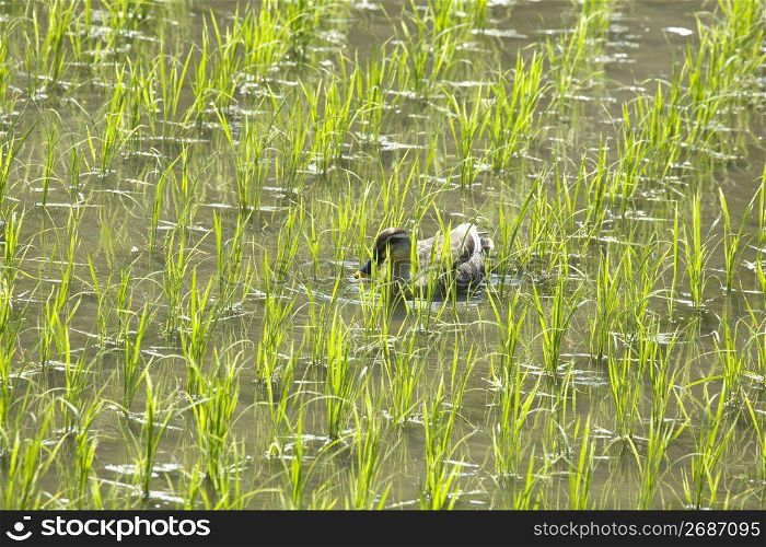 Duck swimming in a rice field