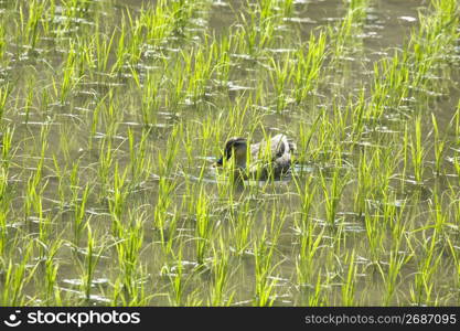 Duck swimming in a rice field