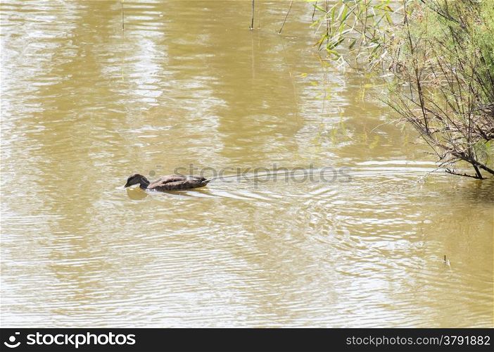duck swimming on the lake in search of food