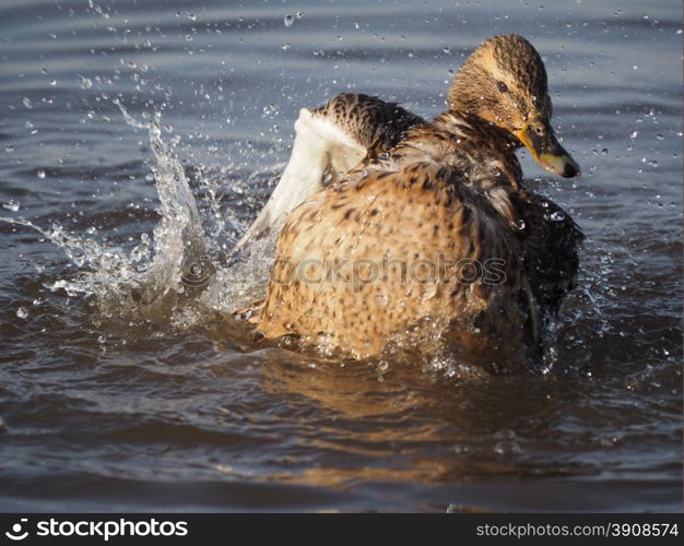 duck swims in the lake