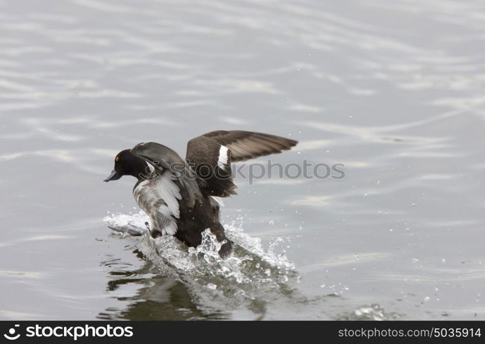 Duck taking flight in pond taking off