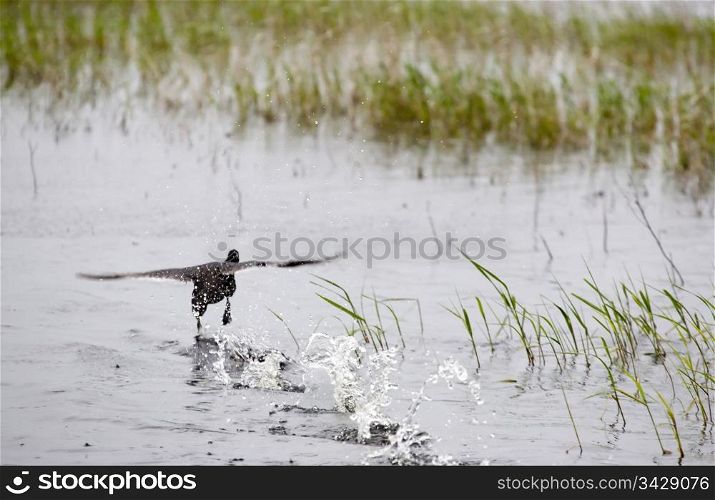 Duck taking off in pond in Saskatchewan Canada