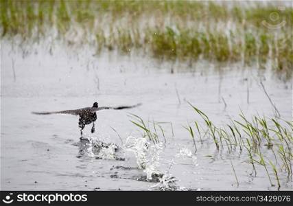 Duck taking off in pond in Saskatchewan Canada