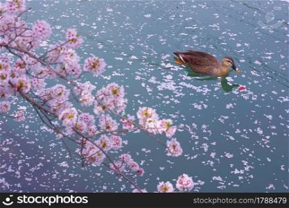Duck to swim the river cherry blossoms fill. Shooting Location: Yokohama-city kanagawa prefecture