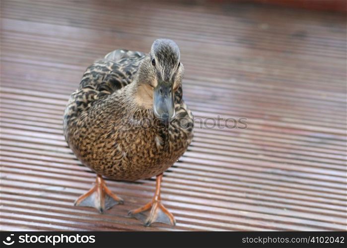 duck walking on decking boards, it was looking for food