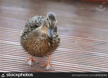 duck walking on decking boards, it was looking for food