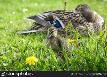 Duck with cute ducklings at water edge