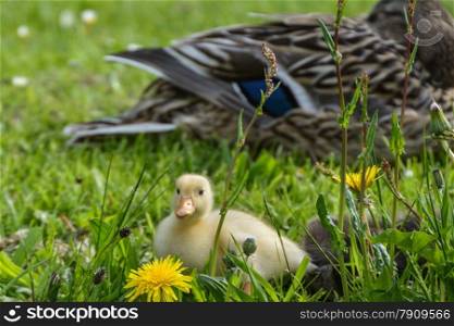 Duck with cute ducklings at water edge