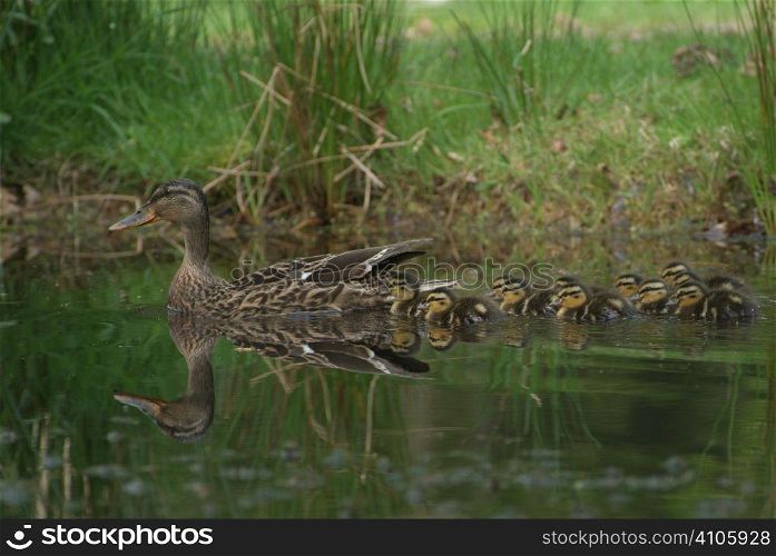 Duck with ducklings on a pond