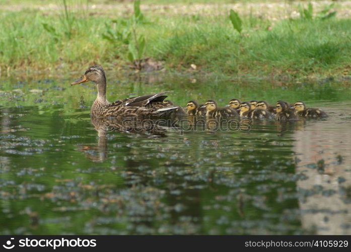 Duck with ducklings on a pond