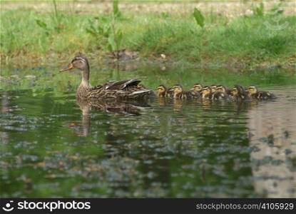 Duck with ducklings on a pond