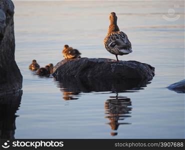 duck with ducklings on the lake