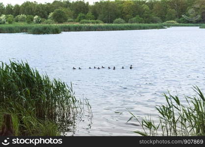 duck with ducklings swimming in the lake, waterfowl with children in the forest lake. waterfowl with children in the forest lake, duck with ducklings swimming in the lake