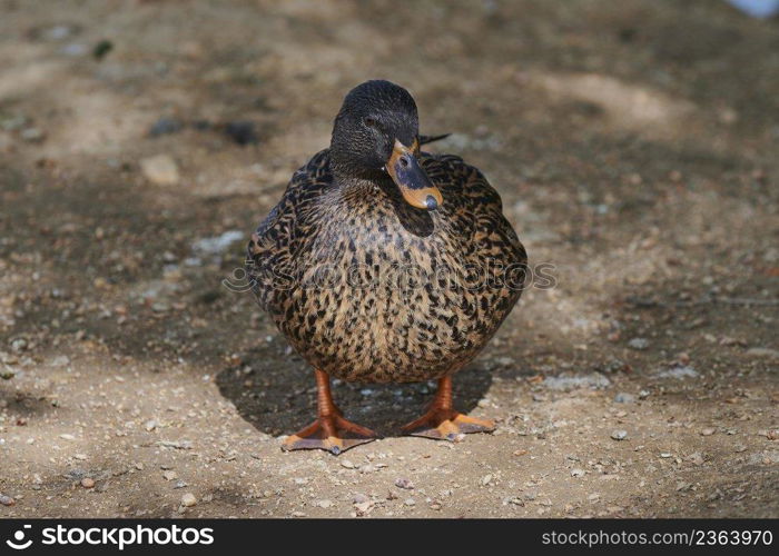 Duck with open wings on a pond. Duck flying over a pond. Duck with open wings. Wild duck. Wild Fauna