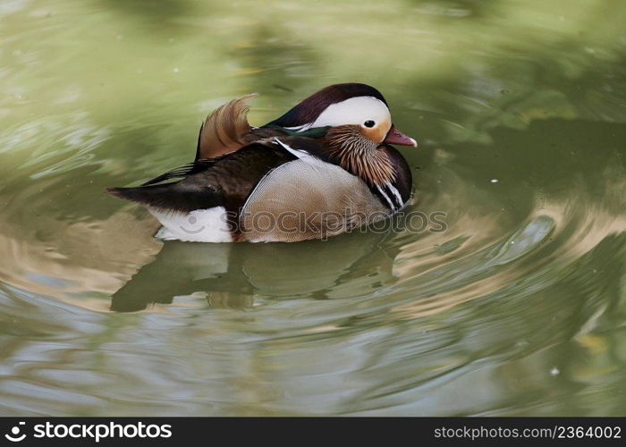 Duck with open wings on a pond. Duck flying over a pond. Duck with open wings. Wild duck. Wild Fauna