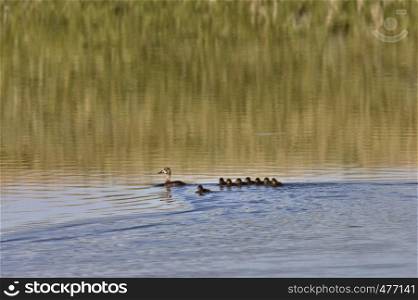 Duck with young in Pond in Saslkatchewan Canada