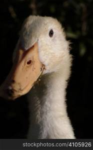 Duckling growing into a duck - portrait