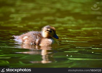 Duckling. Mandarin duckling cub. Beautiful young water bird in the wild. Colorful background.