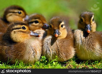 Duckling. Mandarin duckling cub. Beautiful young water bird in the wild. Colorful background.