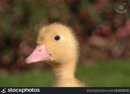 Duckling portrait