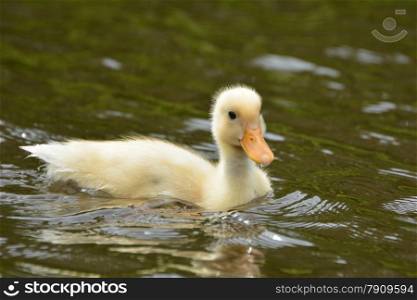 duckling swimming in water on a sunny day