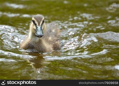 duckling swimming in water on a sunny day