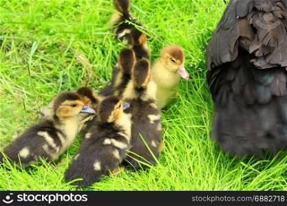 ducklings near the Muscovy duck hen in the grass. ducklings near the Muscovy duck hen in the green grass