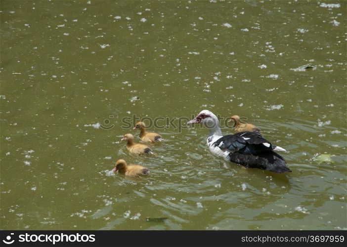 ducklings with their mom swimming through the water