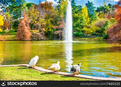 Ducks and swans sitting near lake with fountain and old bald cypress trees