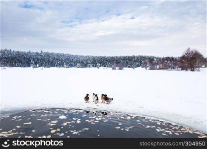 Ducks are near Winter frozen lake with pine forest at a cloudy dull day. Ducks are near Winter frozen lake with pine forest