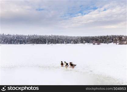 Ducks are near Winter frozen lake with pine forest at a cloudy dull day. Ducks are near Winter frozen lake with pine forest